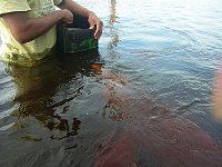 Attracting and feeding dolphins