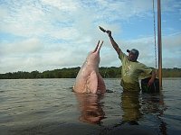 Attracting and feeding dolphins