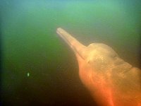 Amazon river dolphin under water