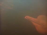 Amazon river dolphin under water