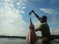 Attracting and feeding dolphins