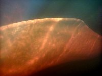 Amazon river dolphin under water