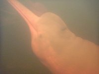 Amazon river dolphin under water