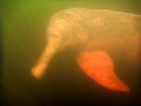 Amazon river dolphin under water