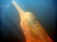 Amazon river dolphin under water