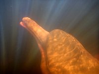 Amazon river dolphin under water