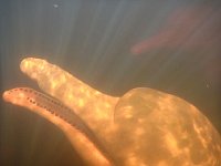 Amazon river dolphin under water