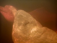 Amazon river dolphin under water