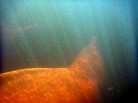 Amazon river dolphin under water