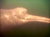 Amazon river dolphin under water