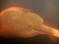 Amazon river dolphin under water