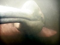 Amazon river dolphin under water