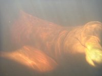 Amazon river dolphin under water