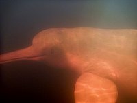 Amazon river dolphin under water