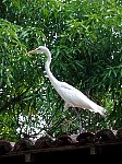 White Heron at Parque Zoobotanico