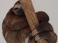 Sloth at Parque Zoobotanico