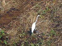 White heron