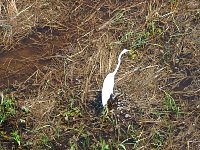 White heron