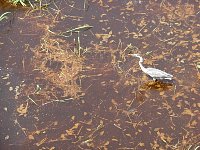 White heron