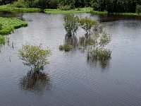 rainforest river