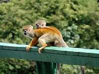 Squirrel Monkeys