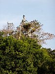 Amazon vulture