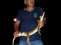 Presumably young caiman