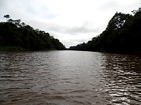 rainforest river