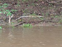 Caiman on river bank