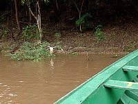 Caiman on river bank