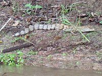 Caiman on river bank