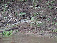 Caiman on river bank