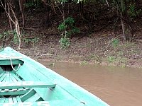 Caiman on river bank