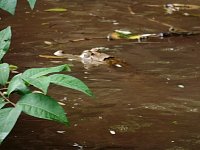 Small caiman in water