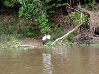 White heron