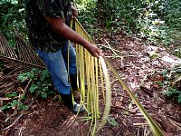 Leaf preparation