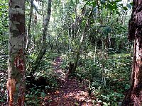 rainforest path