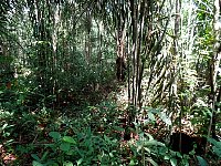 rainforest vegetation at ground level