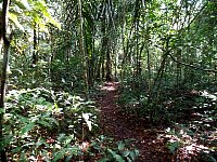 rainforest path