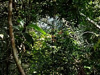 rainforest vegetation above