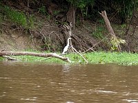 White heron