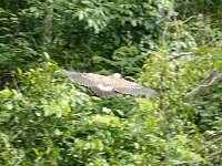 Collared forest falcon