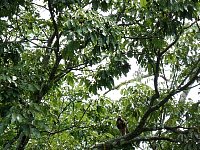 Collared forest falcon