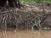 Snake swimming by