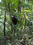 Termite nest