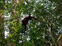 Howler monkey