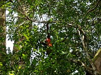 Howler monkey