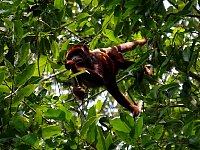 Howler monkey