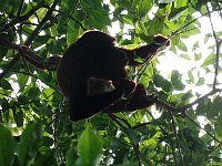 Howler monkey