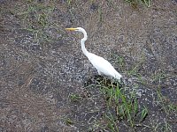 White heron